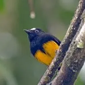 Orange-bellied