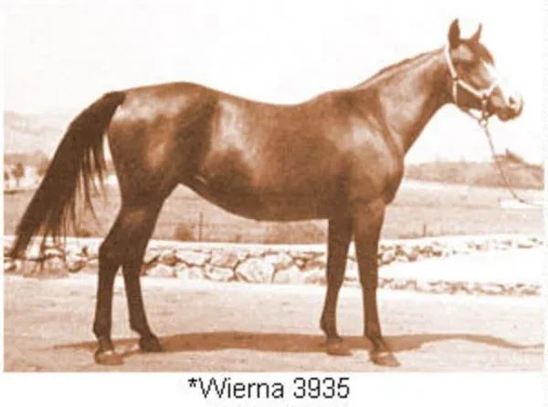 *WIERNA