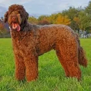 Flandoodle (Designer Dog)