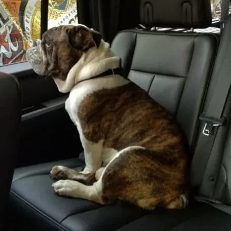 Some of the most inspiring pets in sports. Alan Blanchard, CC Sabathia, Dallas Braden, Dane Fletcher, David Price, J Ross, KD Trey, Martin Truex, Maryse Ouellet, Kelly Kelly, REggie Bush, Sally Fitz, Santonio Bella, Sarah Sjo, Spudd