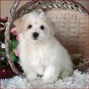 Maltichon (Designer Dog)