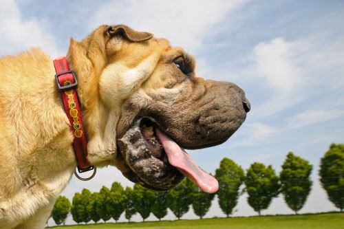 Is Your Dog Drooling Excessively