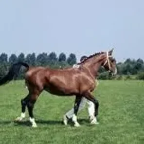 Gelderland