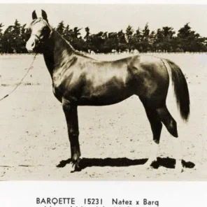Barqette