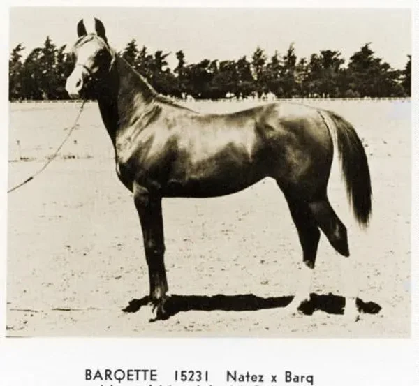 Barqette