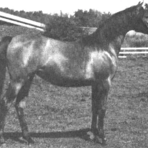 Bayanka