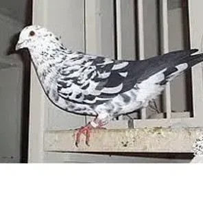 Gola