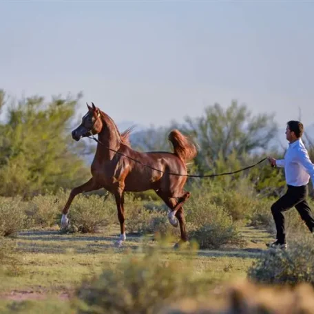 Titan AS El Nabila B × Om El Beladeena
2012 Chestnut
2014 Arabian Breeders World Cup Supreme BRONZE Junior Stallion with Sandro Pinha
2013 Arabian Breeders World Cup Supreme BRONZE Yearling Colt with Sandro Pinha