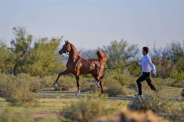 Titan AS El Nabila B × Om El Beladeena
2012 Chestnut
2014 Arabian Breeders World Cup Supreme BRONZE Junior Stallion with Sandro Pinha
2013 Arabian Breeders World Cup Supreme BRONZE Yearling Colt with Sandro Pinha