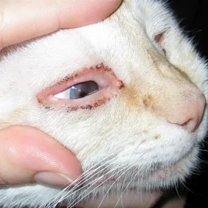 Eye Discharge in Cats