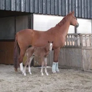Austrian Warmblood