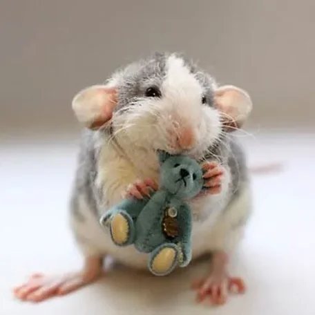 Some More Dalmatian Rats!