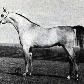 ANSATA HALIM BEY+