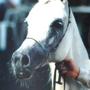 Saskia RJ