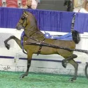 Hackney Pony
