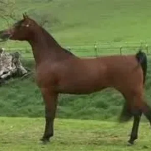OM EL BELADEENA