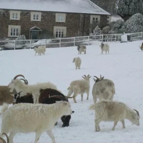 Animals in Winter We Domesticate