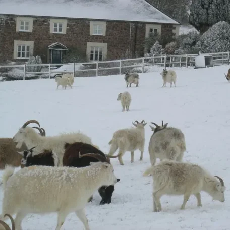 Animals in Winter - the contrast creates some of the most beautiful pallets