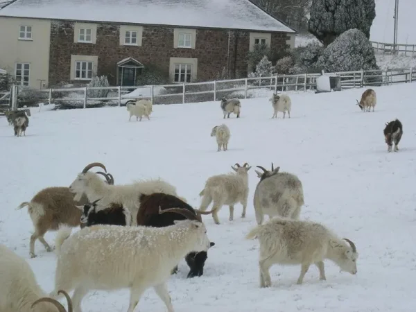 Animals in Winter - the contrast creates some of the most beautiful pallets