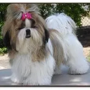 Affen Tzu (Designer Dog)