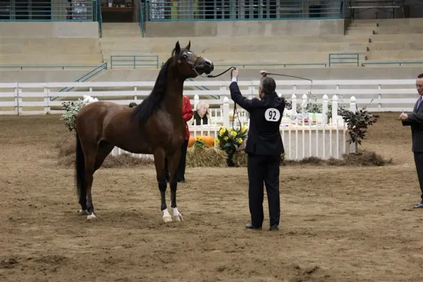 WESTERN CAROLINA’S ARABIAN SHOW November 2-4 , 2012