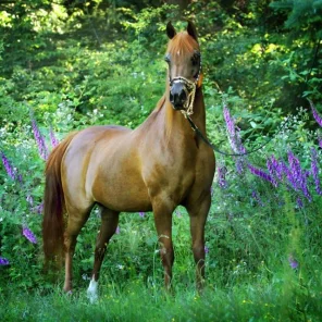 WF Delilah