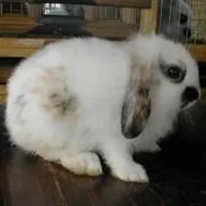 Dwarf Lop