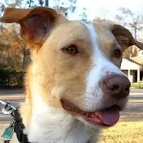 Labany (Designer Dog)