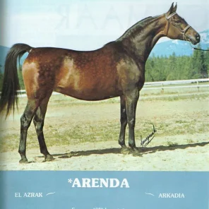 Arenda