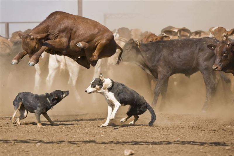 Herding