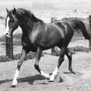 Muhuli