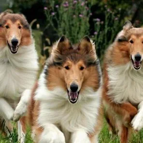 Collie