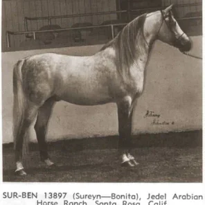 Sur-Ben++
