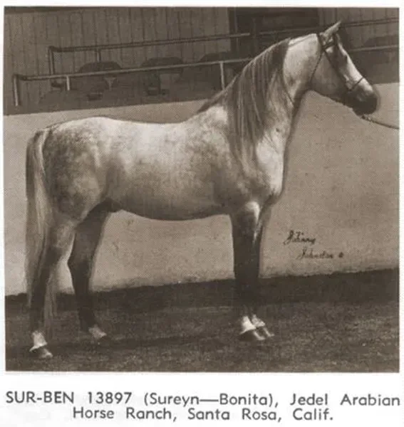 Sur-Ben++