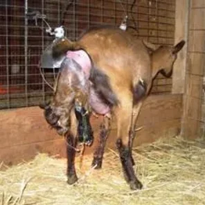 Oberhasli Goat