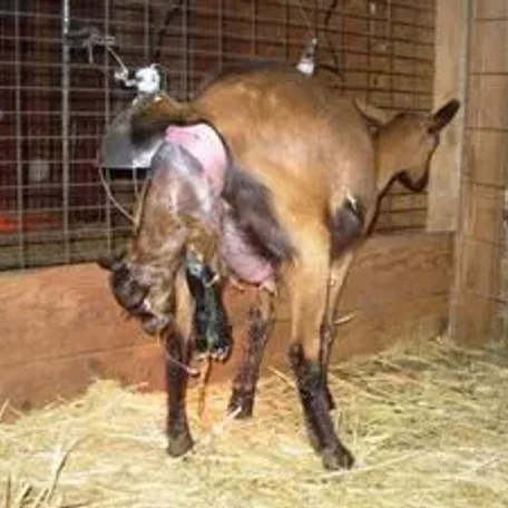 The Oberhasli (also known as the Oberhasli Brienzer) is a dairy breed developed in the mountainous cantons of Bern, Freiburg, Glarus, and Graubunden in Switzerland.
