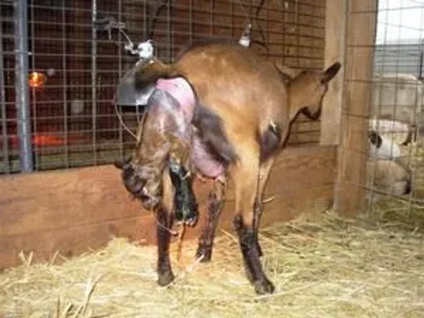 The Oberhasli (also known as the Oberhasli Brienzer) is a dairy breed developed in the mountainous cantons of Bern, Freiburg, Glarus, and Graubunden in Switzerland.