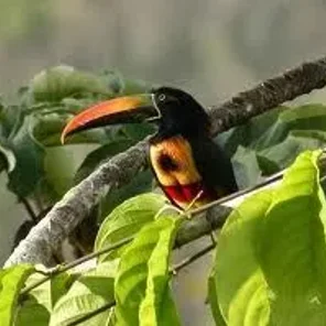 Fiery-billed Aracari