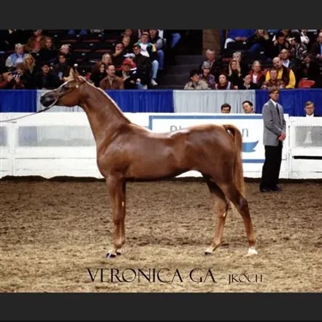 US National Champion futurity mare and the dam of Verily PCF