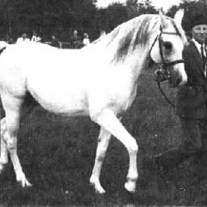 Iridos