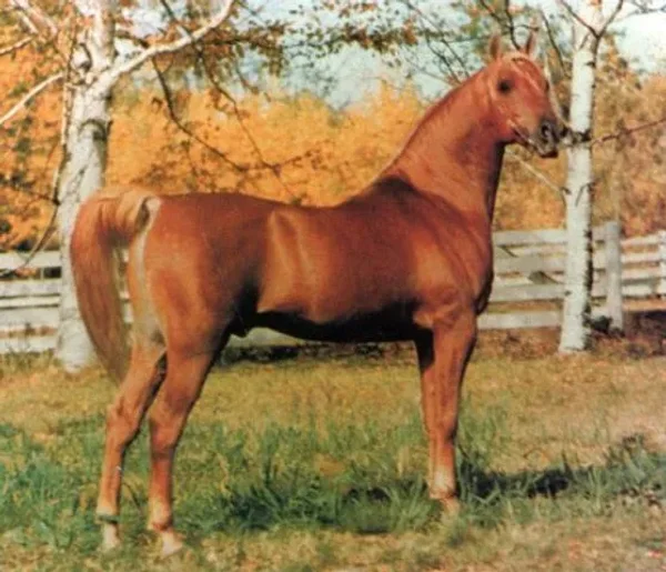 Dalul