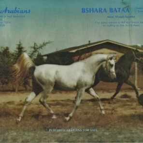 BSHARA BATAA