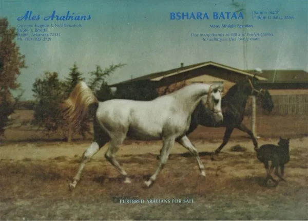 BSHARA BATAA