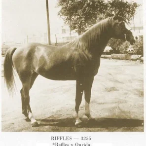 Riffles