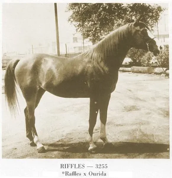 Riffles