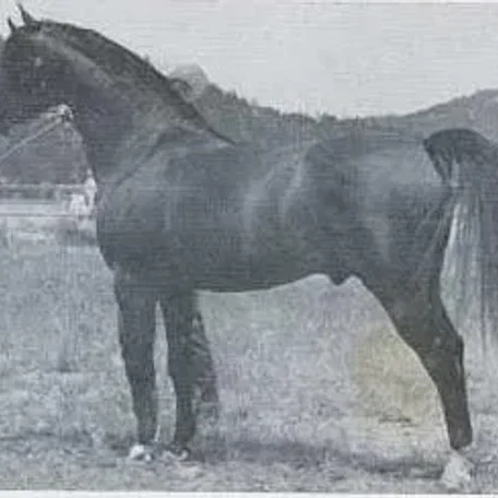 RAFGAR