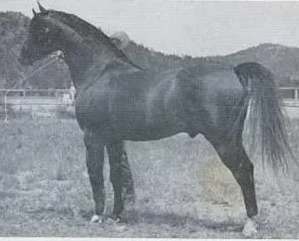 RAFGAR