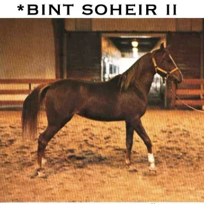 *Bint Soheir II