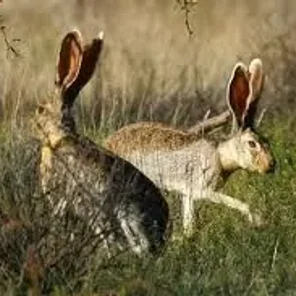 Antelope Jackrabbit