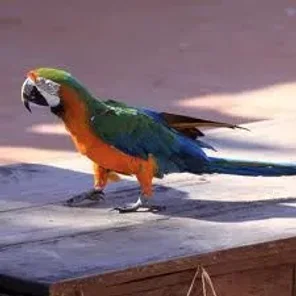 Catalinas (Rainbow)